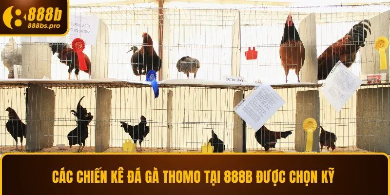 Các chiến kê đá gà Thomo tại 888B được chọn kỹ 