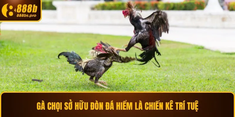 Gà chọi sở hữu đòn đá hiểm là chiến kê trí tuệ