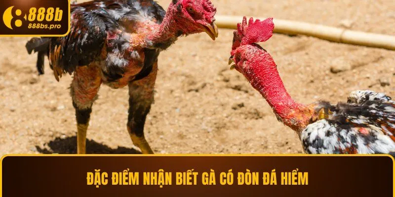 Đặc điểm nhận biết gà có đòn đá hiểm