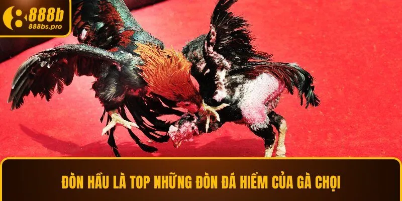 Đòn hầu là top những đòn đá hiểm của gà chọi